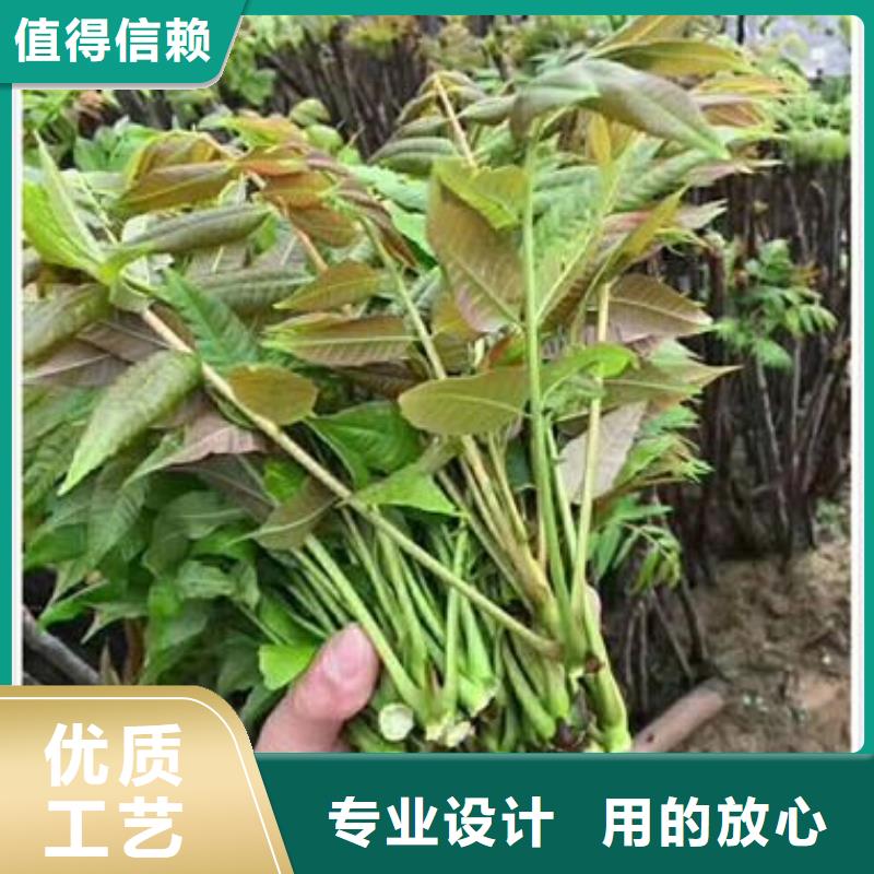 香椿苗 葡萄苗适用场景周边生产商