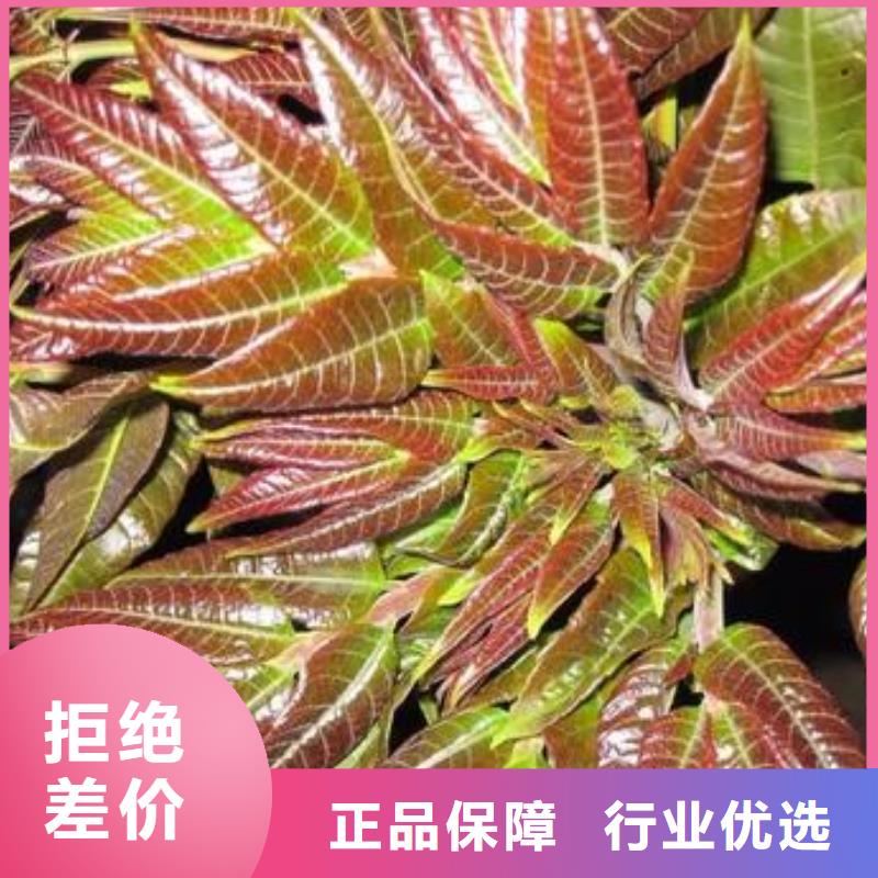 香椿苗花椒苗专注细节使用放心今日价格