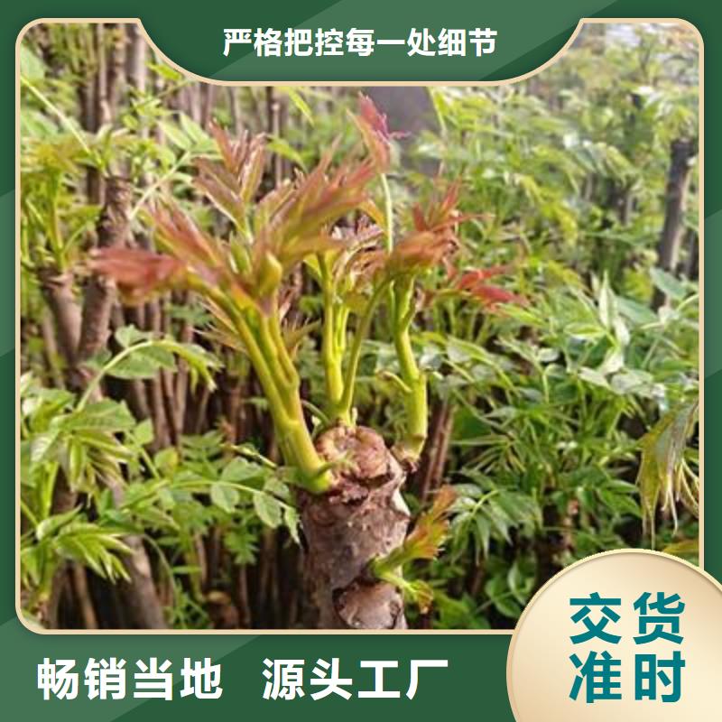 香椿苗_梨树苗厂家批发价保障产品质量