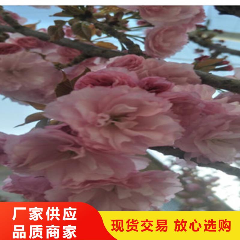 樱花核桃苗 樱花苗 长果桑树苗价格有优势诚信可靠