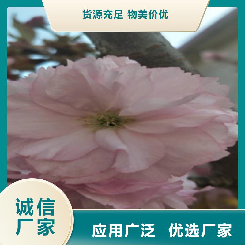 临沂樱花_钙果苗实力优品