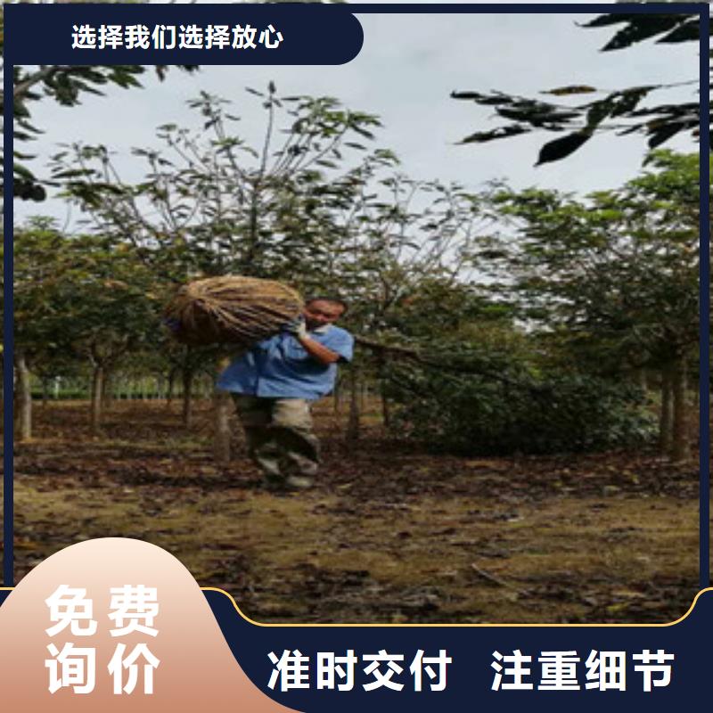 樱花 钙果苗诚信商家服务热情从厂家买售后有保障