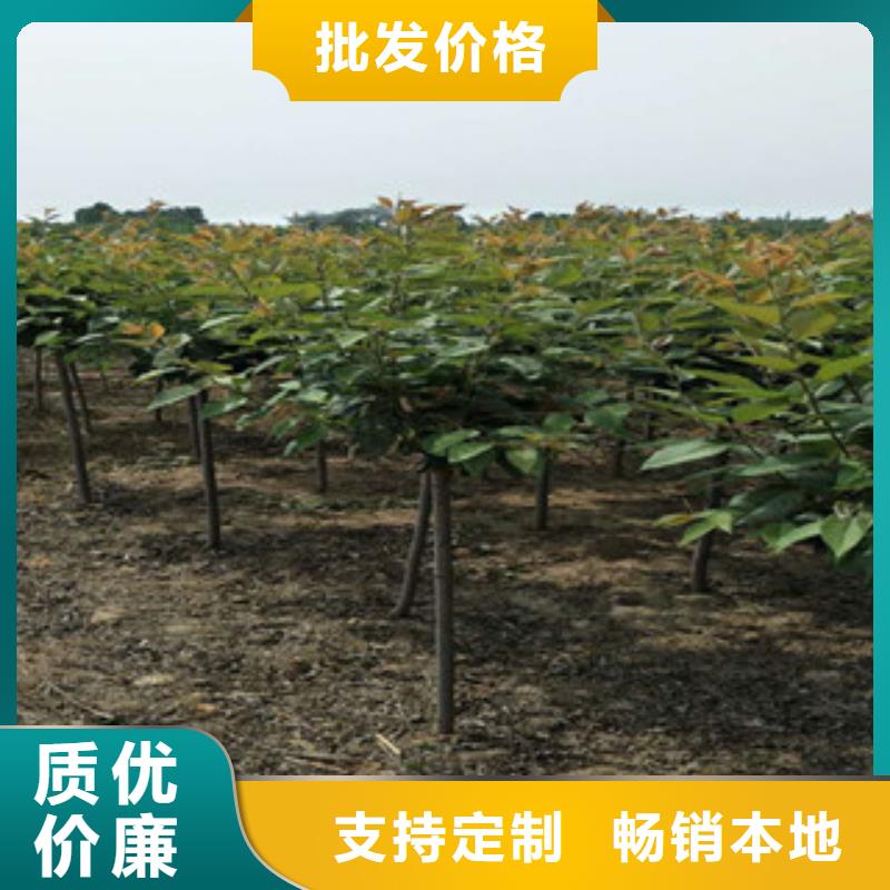 金昌樱花 钙果苗规格齐全实力厂家