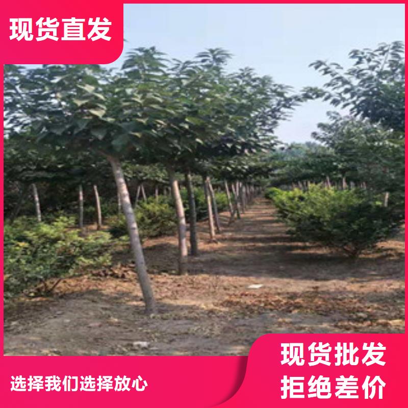 宜春樱花碧桃定制批发