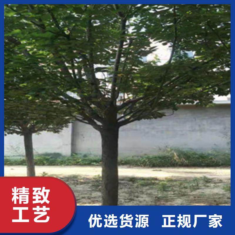 莱芜樱花国槐一件也发货