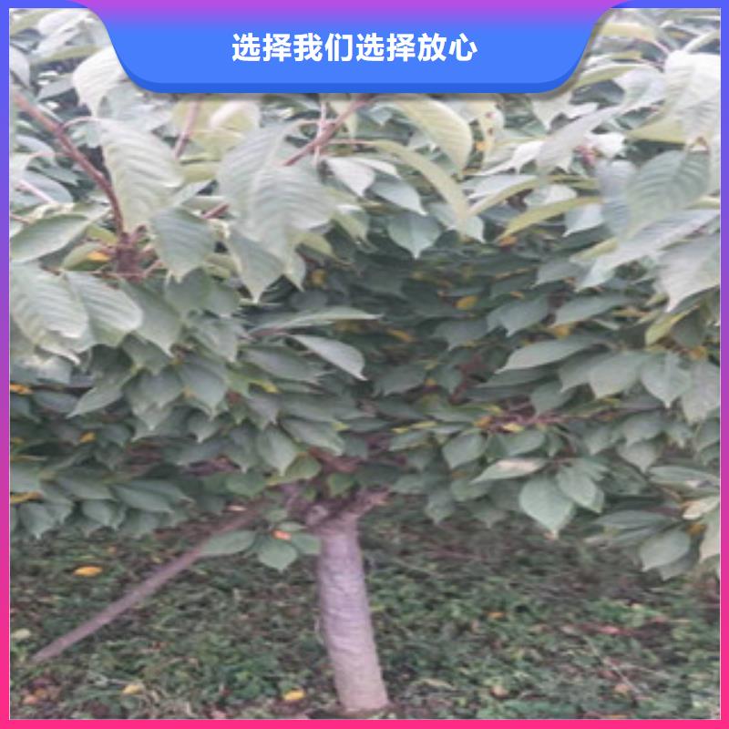 樱花 占地果树国标检测放心购买