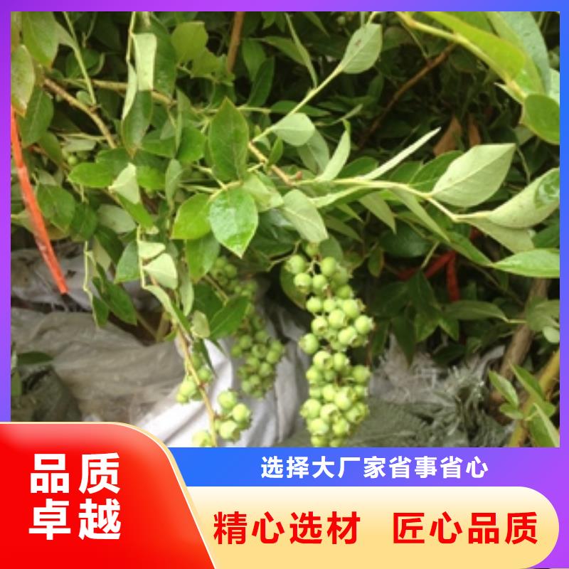 玉溪蓝莓苗【樱桃苗】专注细节专注品质