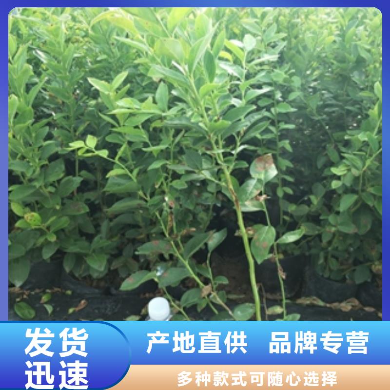 蓝莓苗绿化树 绿化工程产地源头好货优选原材