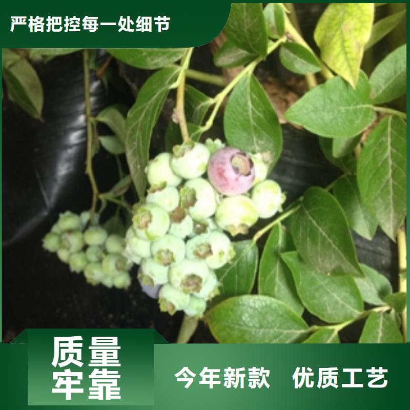【蓝莓苗】-树莓苗采购无忧专注细节使用放心