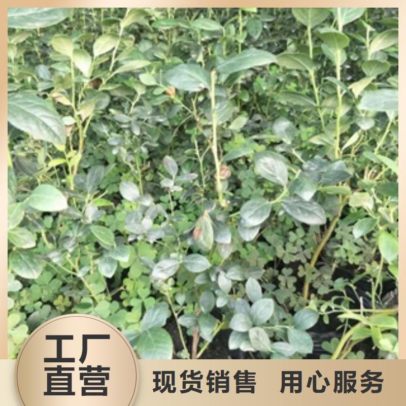 蓝莓苗-【核桃苗樱花苗长果桑树苗】优良工艺物美价优