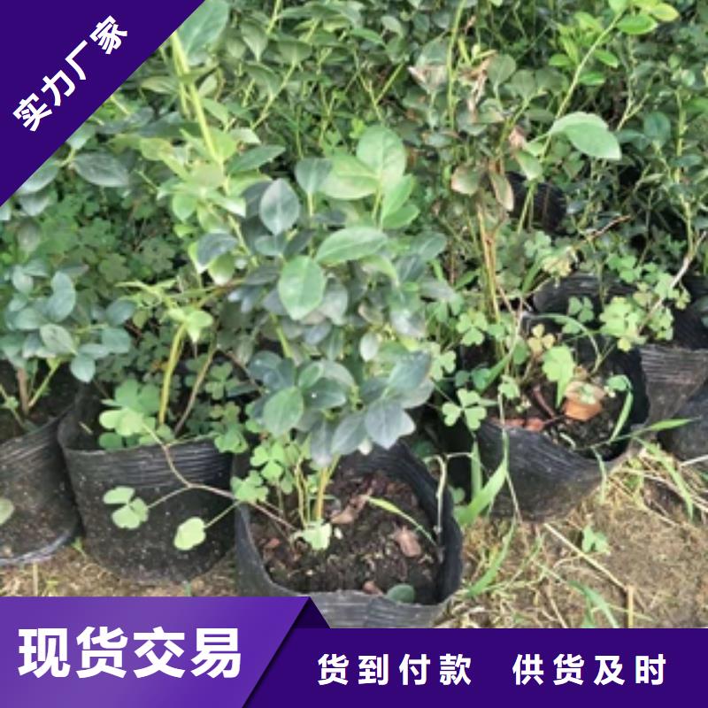 包头蓝莓苗核桃苗 樱花苗 长果桑树苗销售的是诚信