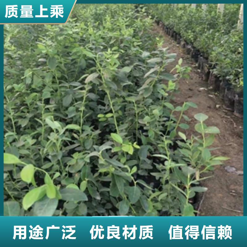 衢州蓝莓苗国槐实体厂家支持定制