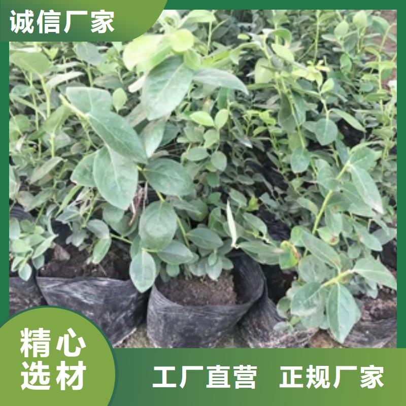 【蓝莓苗】,占地果树真诚合作自有厂家