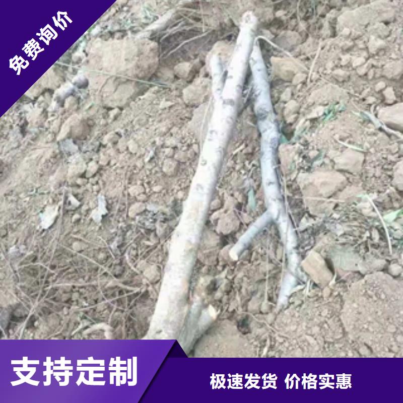阿拉善桃树 占地果树专心专注专业