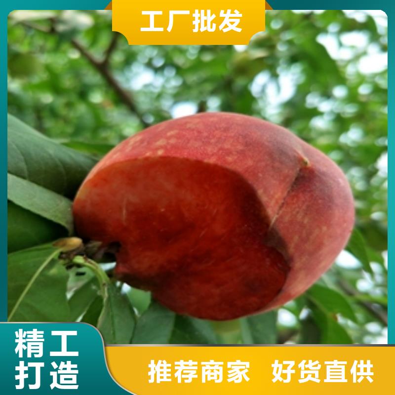 桃树【钙果苗】品质服务就近发货
