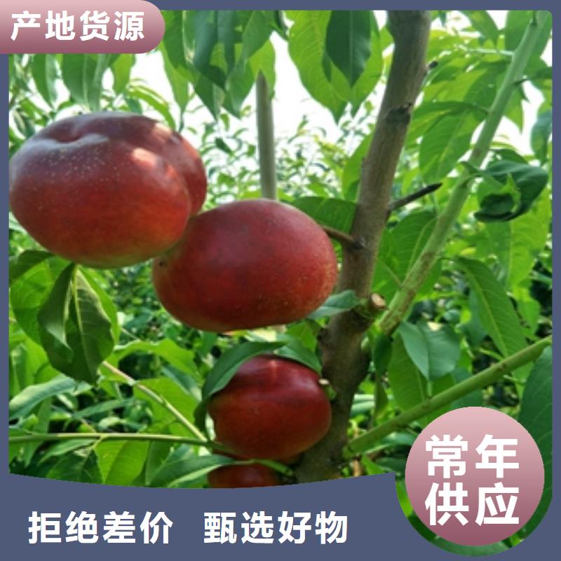 呼伦贝尔桃树樱桃苗品质无所畏惧