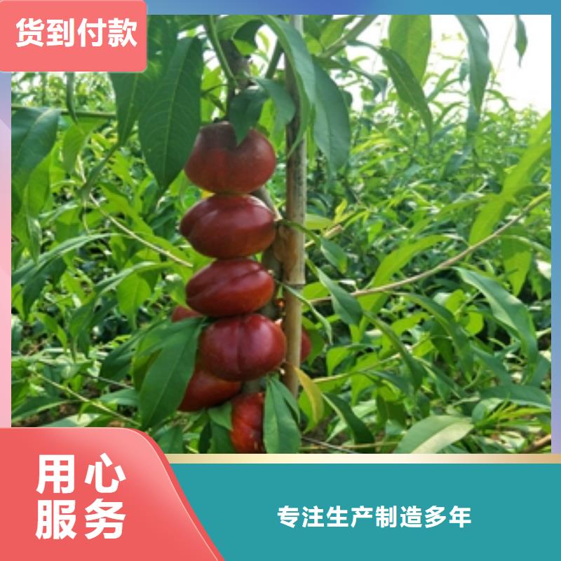 靖江桃树_钙果苗专注产品质量与服务
