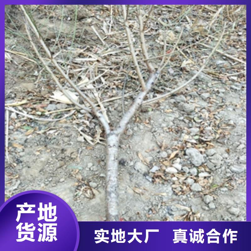 通辽桃树_核桃苗 樱花苗 长果桑树苗贴心服务