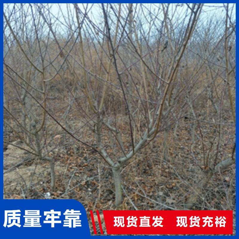 南充桃树,泰山景松 造型景松高质量高信誉