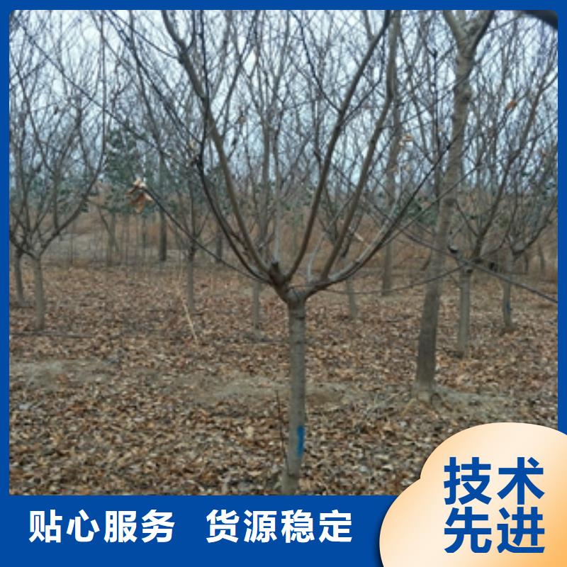 沈阳桃树 占地果树优质工艺