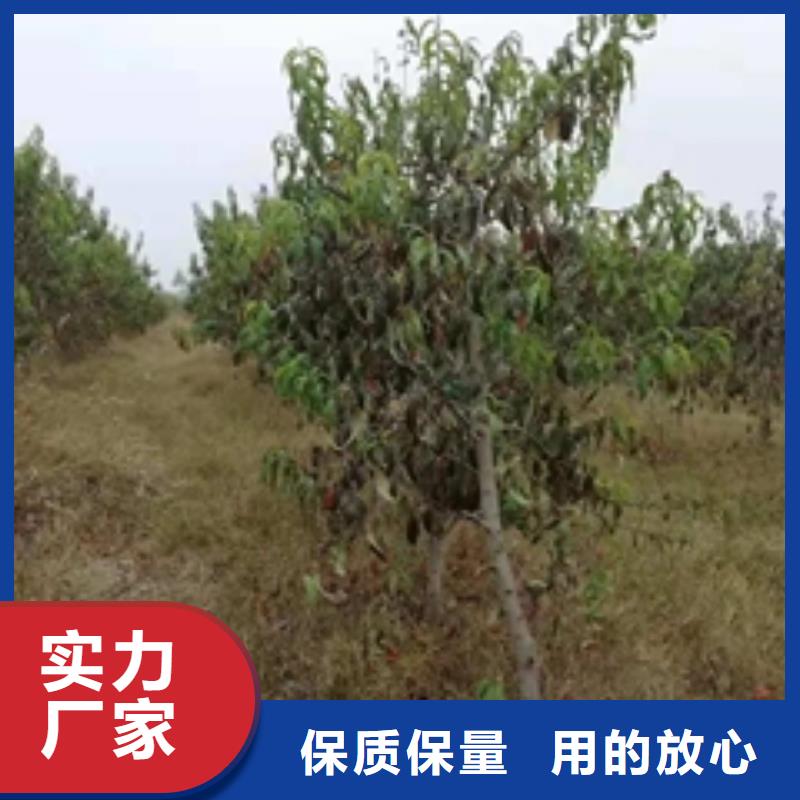 呼和浩特桃树蓝莓苗通过检测