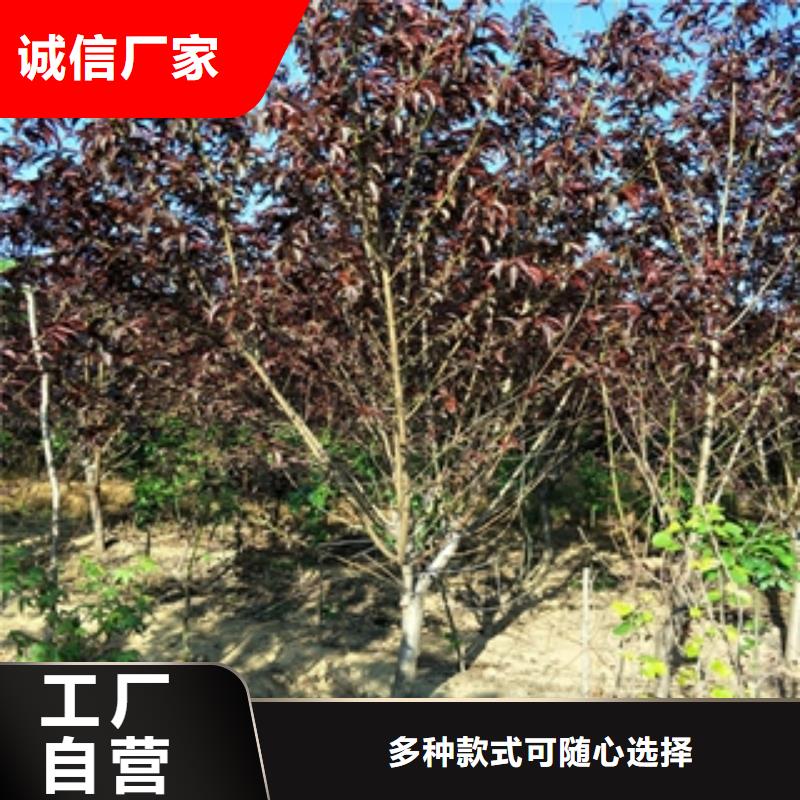 桃树 钙果苗实体诚信厂家同城 本地域制造商