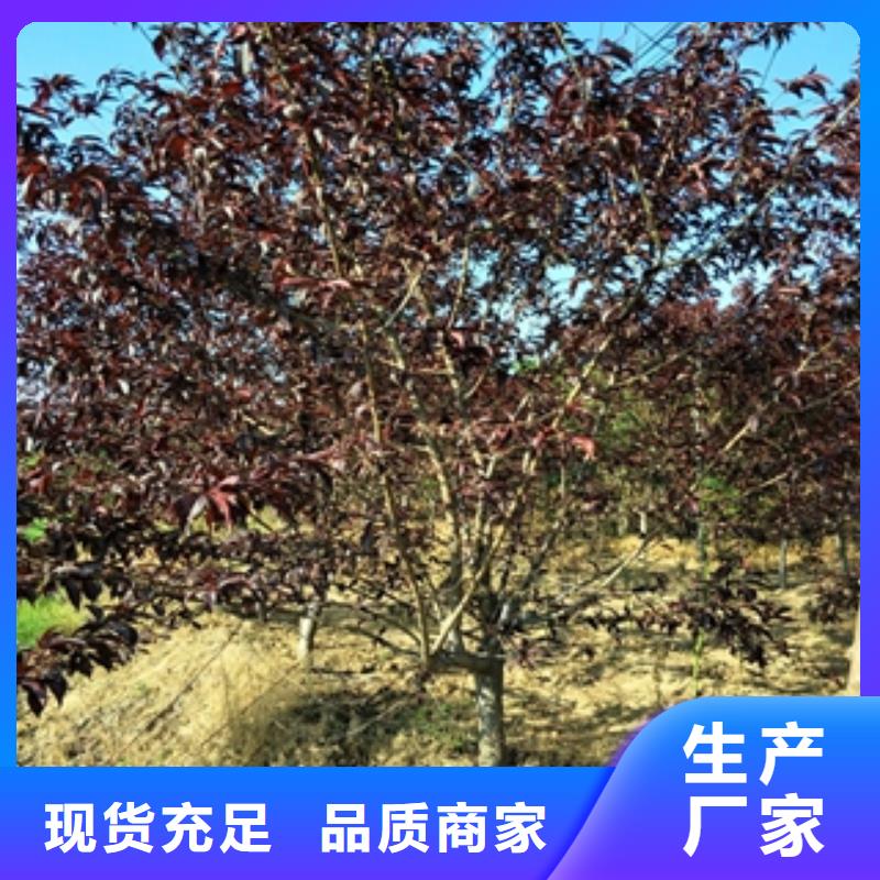 桃树樱桃苗好品质用的放心当地货源