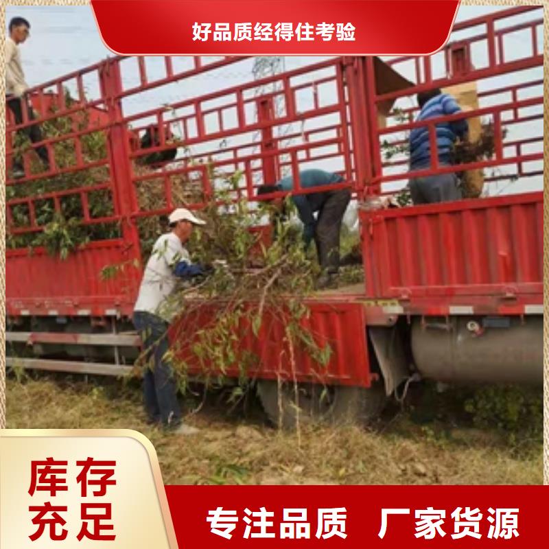 临沧桃树_钙果苗优选货源