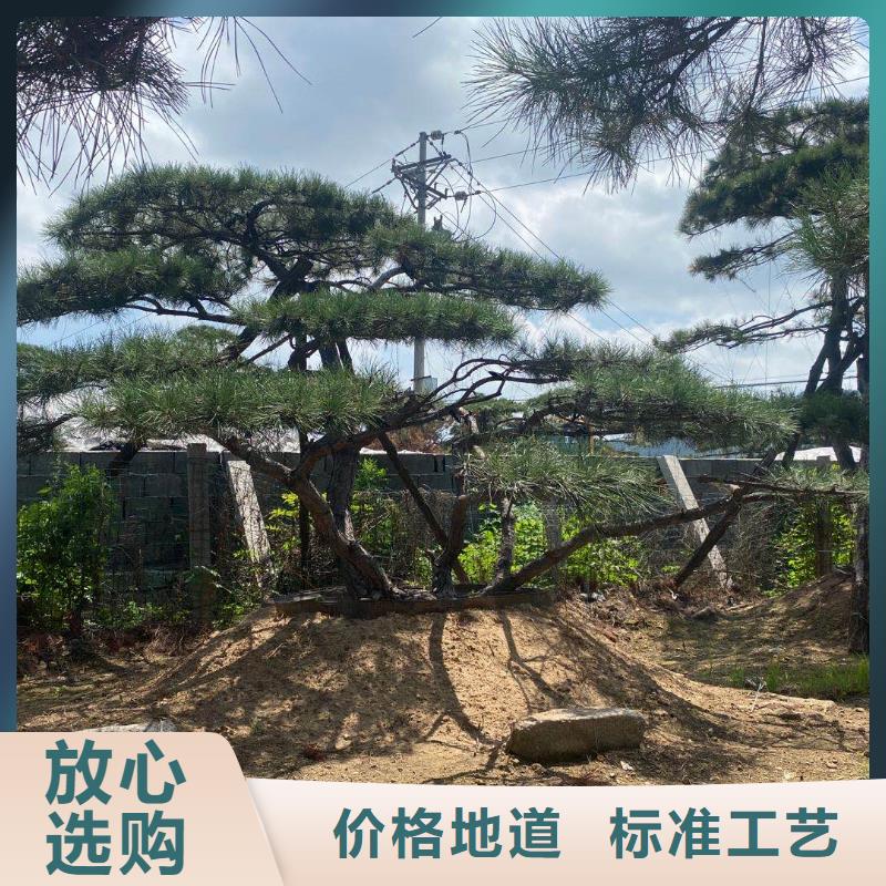 专业销售景观松-全国配送用心制作