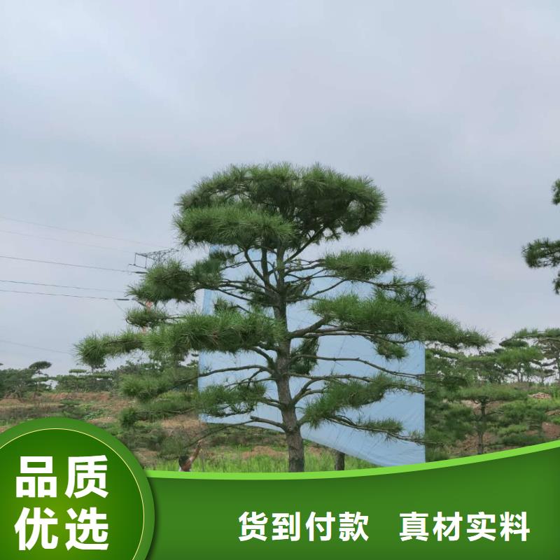 泰山风景松-泰山风景松保量支持大批量采购