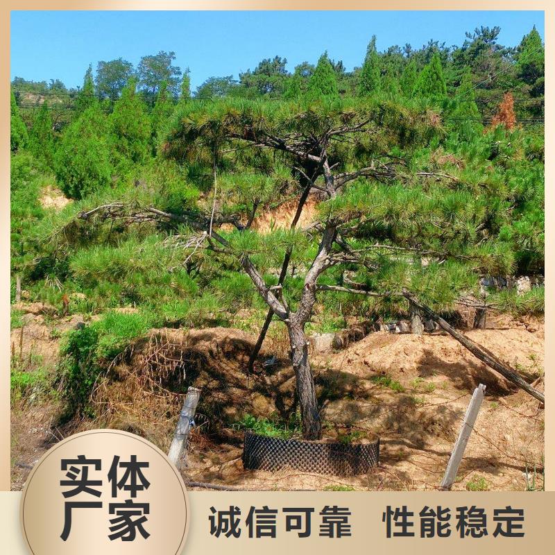 泰山迎客松-全国接单当地货源