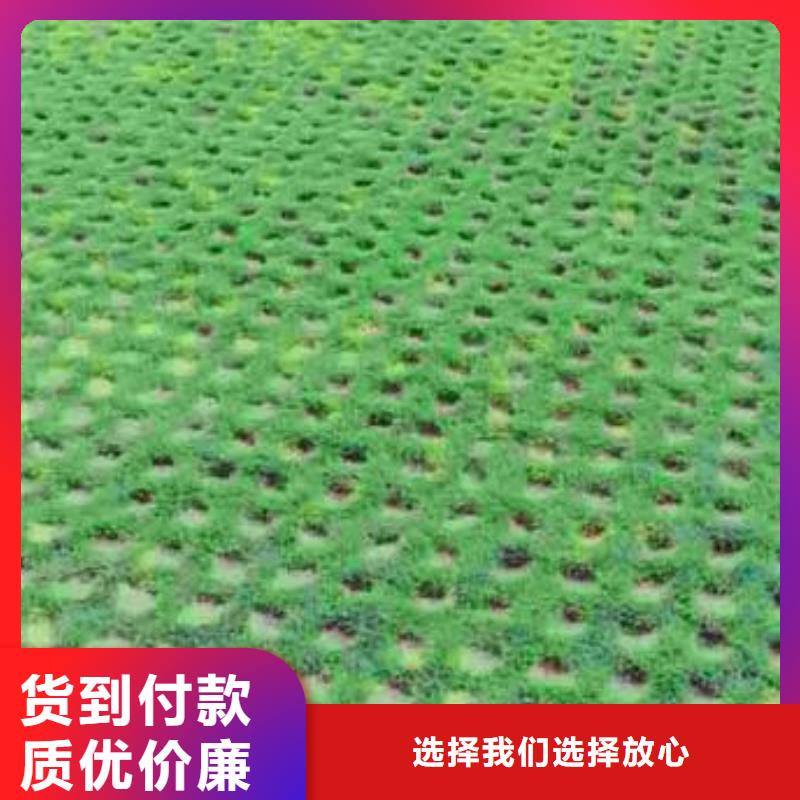 恩施植草格涤纶土工格栅值得信赖