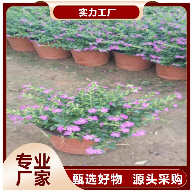 鞍山时令草花观赏草/蒲苇狼尾草一站式采购方便省心