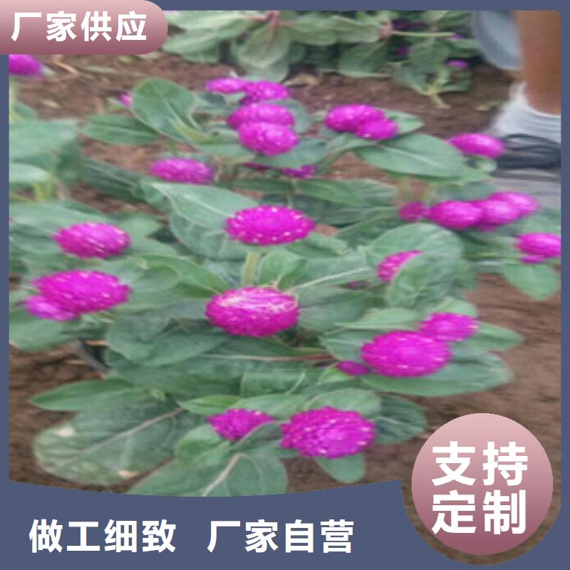 黄山【时令草花】,宿根花卉基地 诚信经营