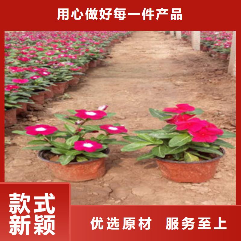 时令草花-【耐寒耐旱草花基地】设备齐全支持定制适用范围广