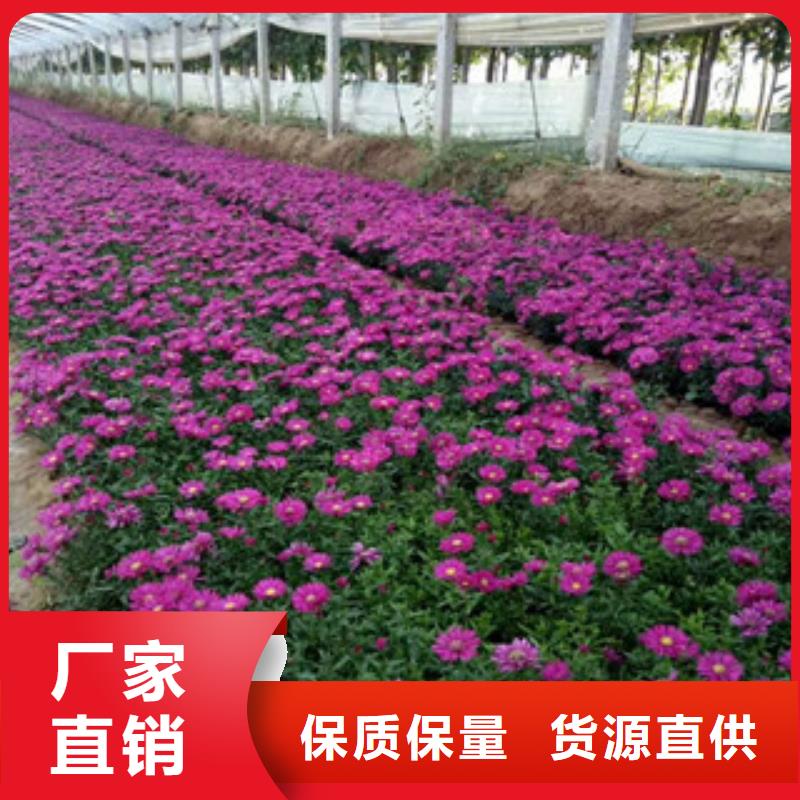 南通时令草花 【鲁冰花/粉黛乱子草】按需定做
