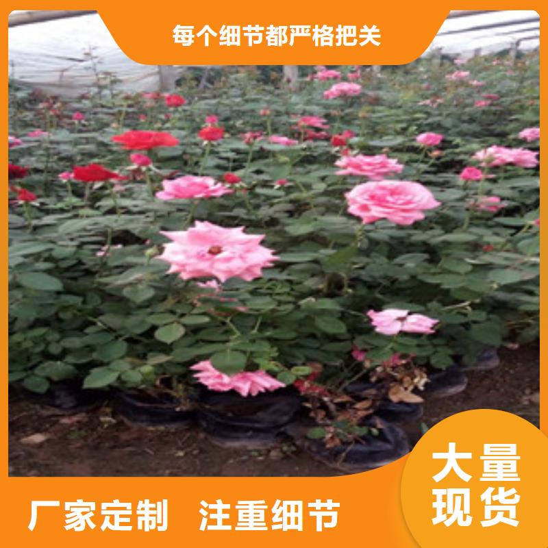 长治【时令草花】花海景观工程适用范围广
