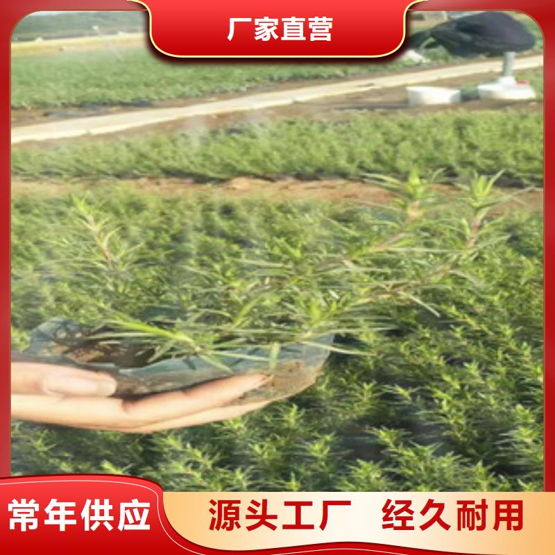 梅州时令草花耐寒耐旱草花基地不断创新