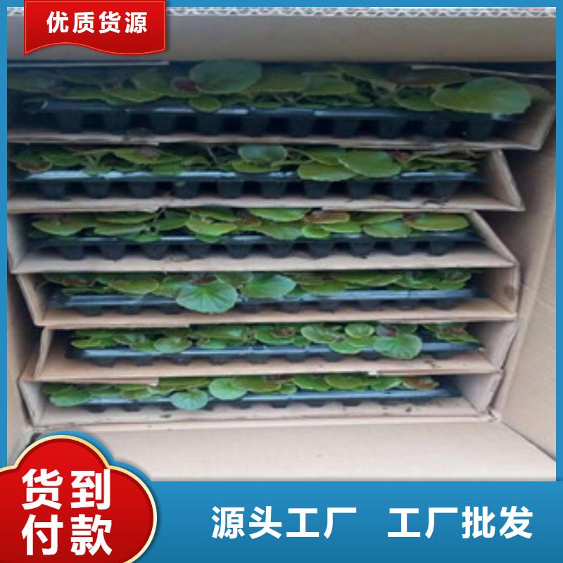 潮州时令草花宿根花卉基地 常年供应