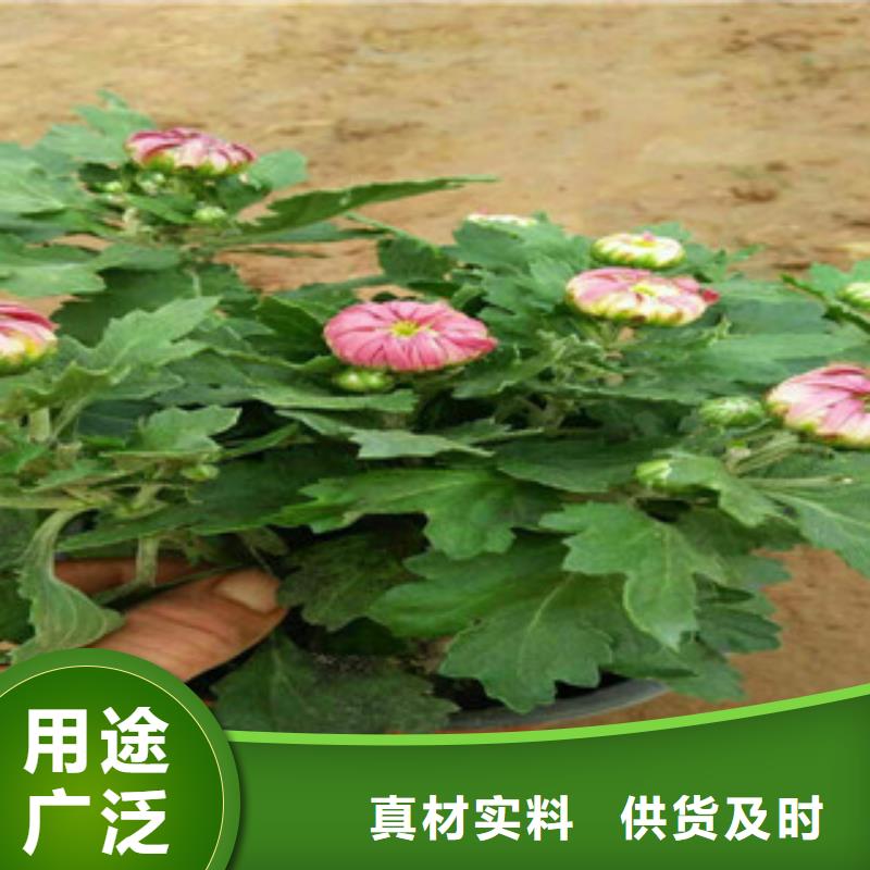 运城时令草花五一国庆草花批发用的放心