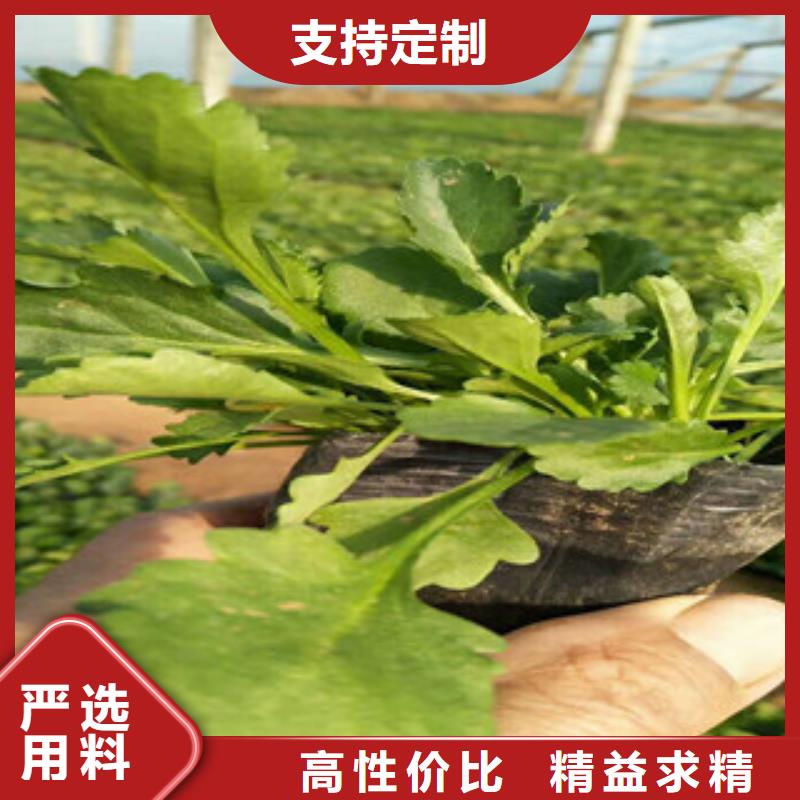 【蚌埠时令草花鲁冰花/粉黛乱子草工厂现货供应】