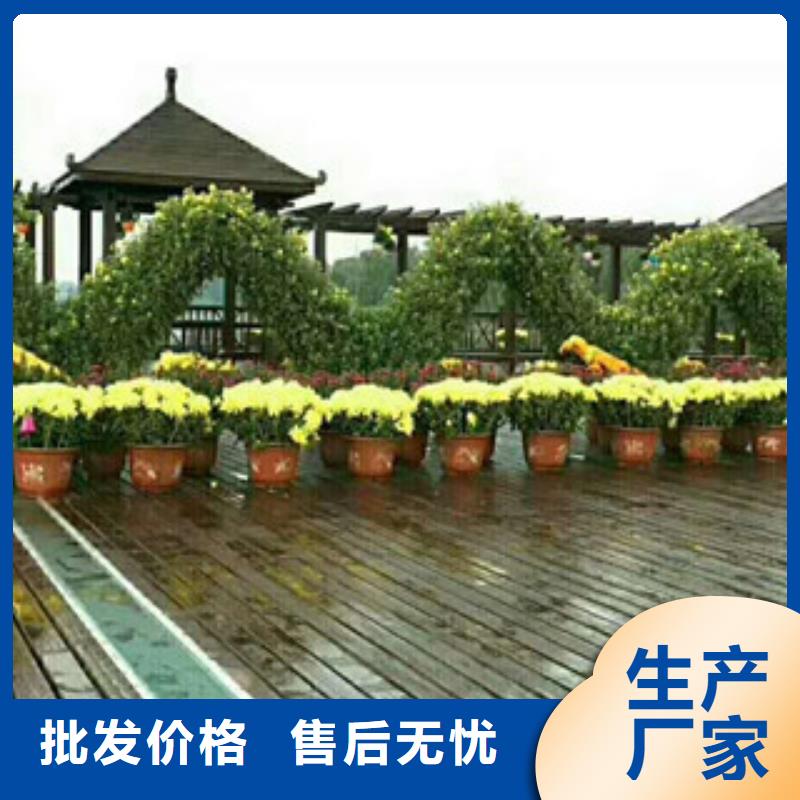 【朔州时令草花_花海景观工程产品优势特点】