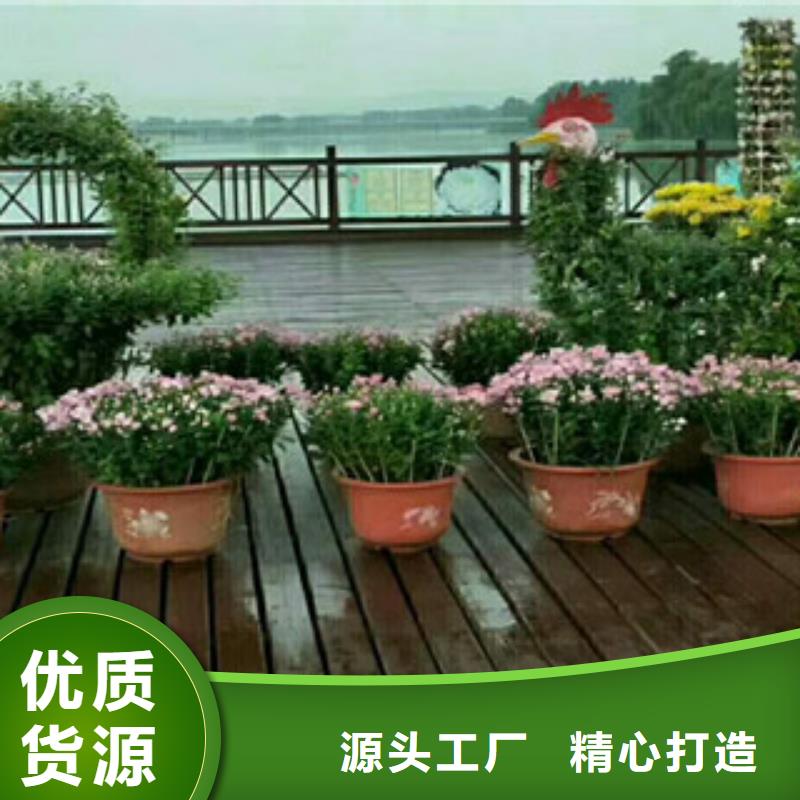 时令草花耐寒耐旱草花基地现货充足量大优惠质量上乘