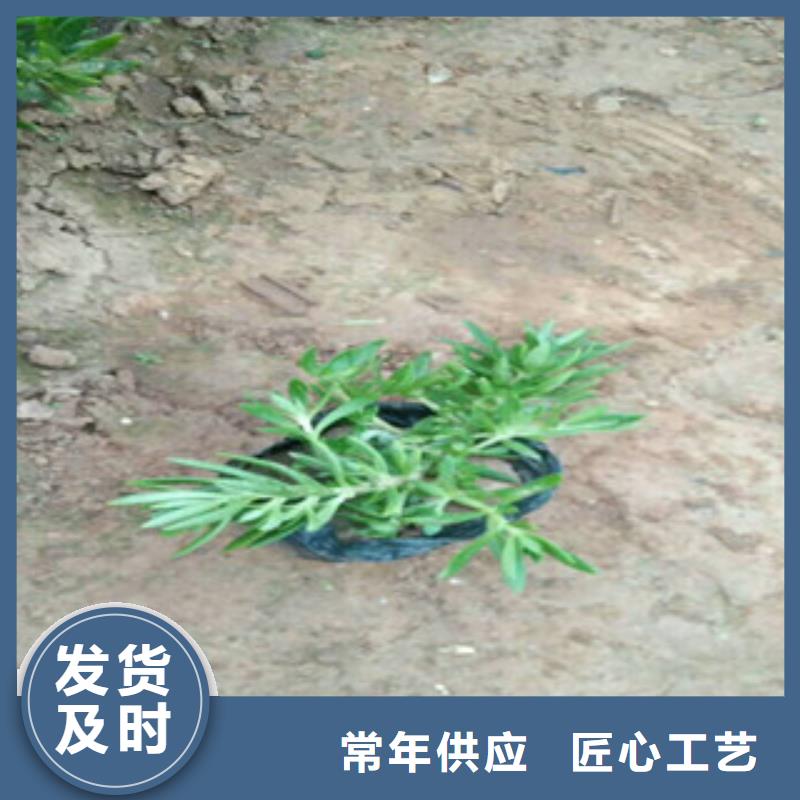 时令草花水生植物/荷花睡莲自有生产工厂定制不额外收费