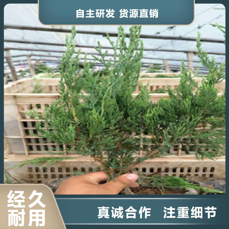 驻马店时令草花_水生植物/荷花睡莲适用范围广