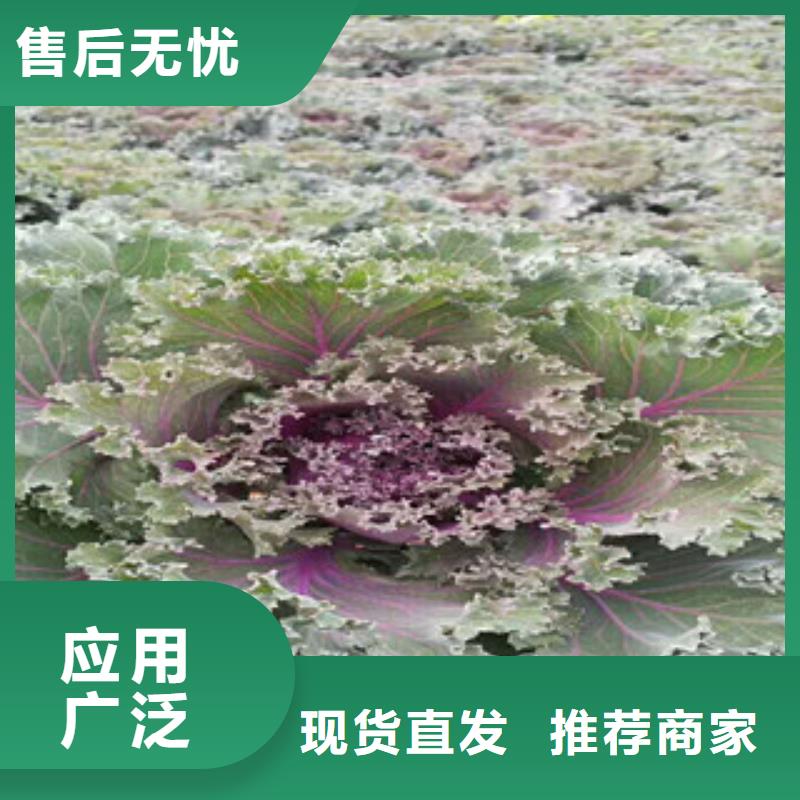时令草花花海景观工程质量为本
