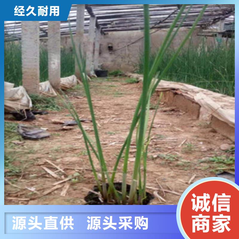 阜新宿根花卉五一国庆草花批发多种规格库存充足