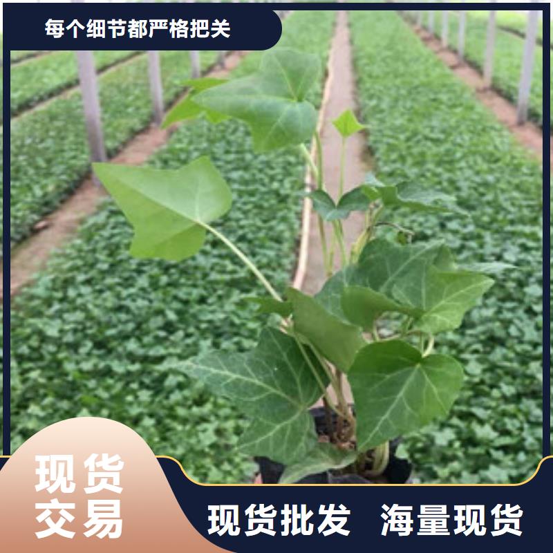 南宁宿根花卉水生植物/荷花睡莲经久耐用