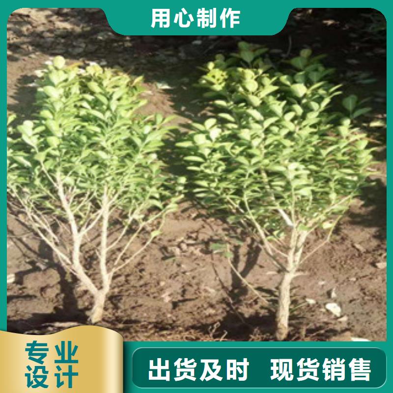 揭阳宿根花卉_花海景观工程定制定做