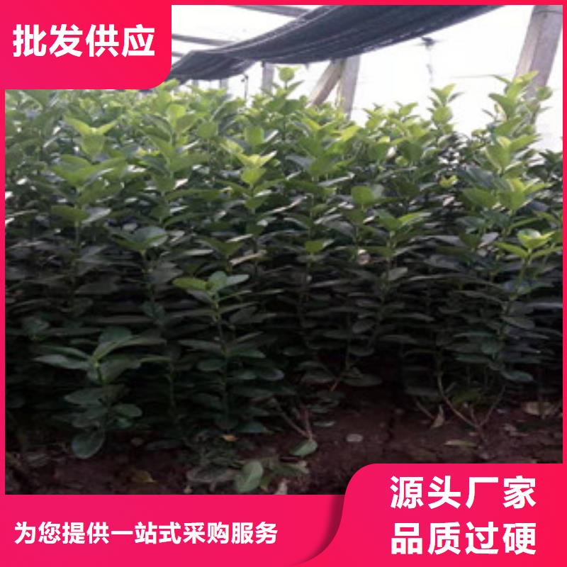 宿根花卉鲁冰花/粉黛乱子草专注生产N年行业优选